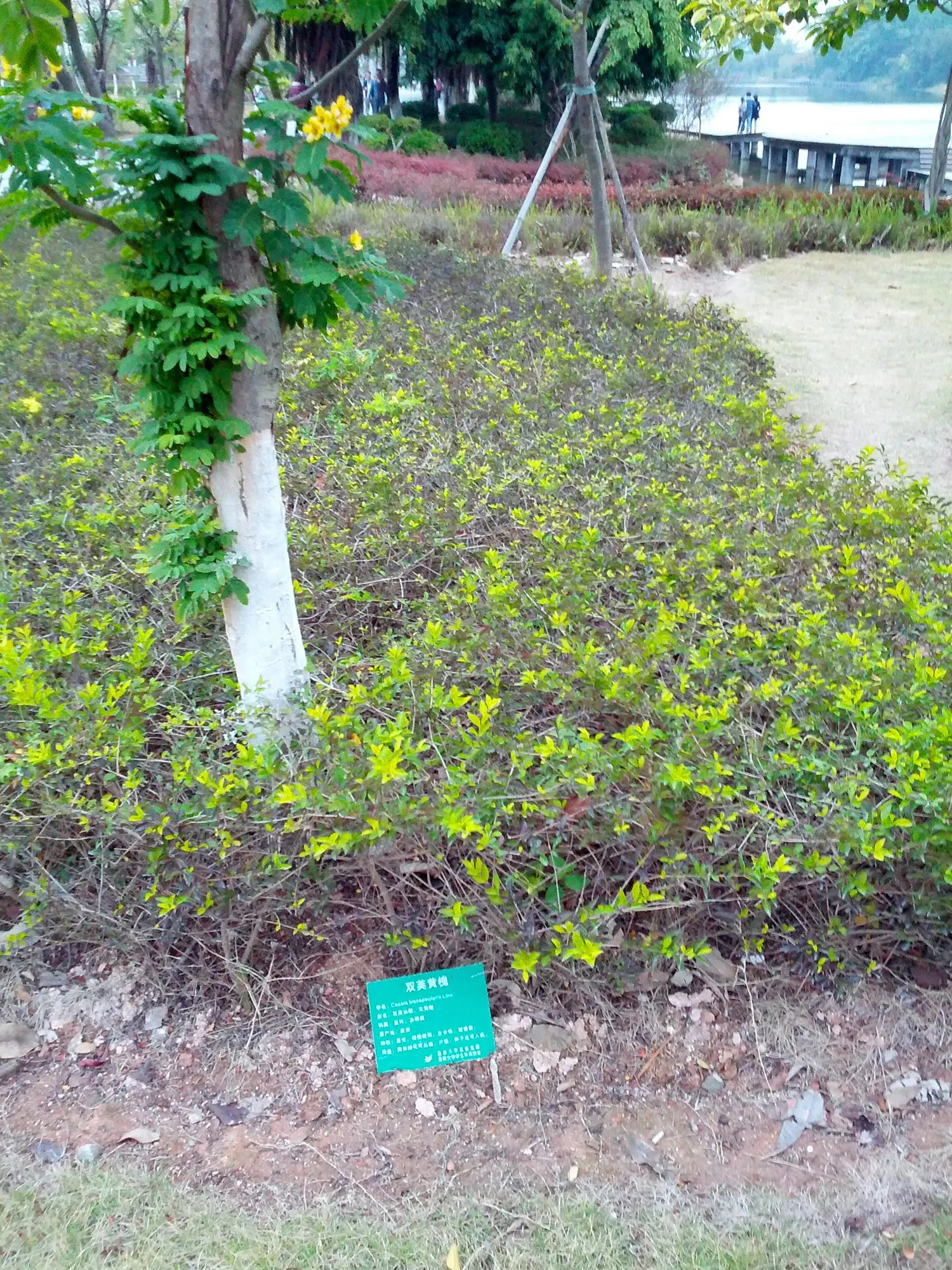 Christmas Bush (Senna Bicapsularis) — After the flowering stage