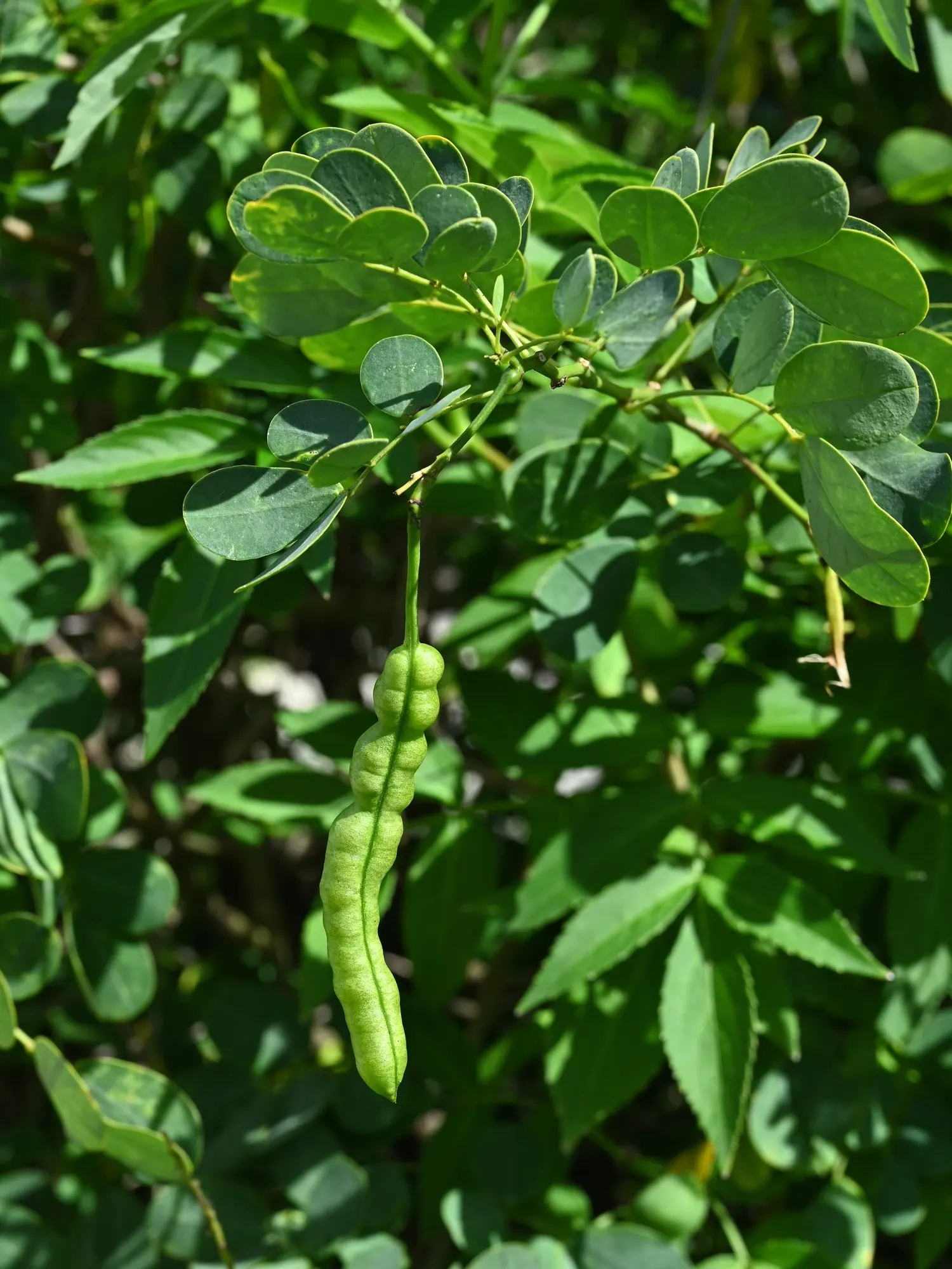 Christmas Bush (Senna Bicapsularis) — though the plant is moderately drought-tolerant once established