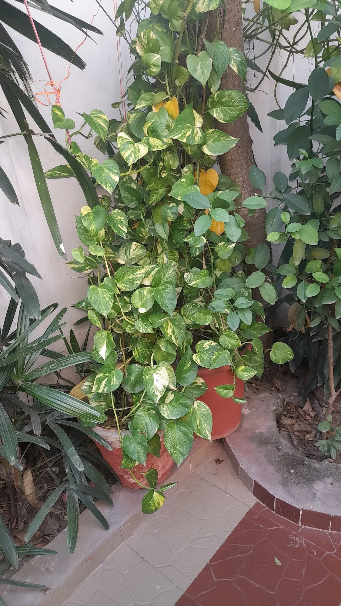 Christmas Bush (Senna Bicapsularis) — clustered in small groups that command attention