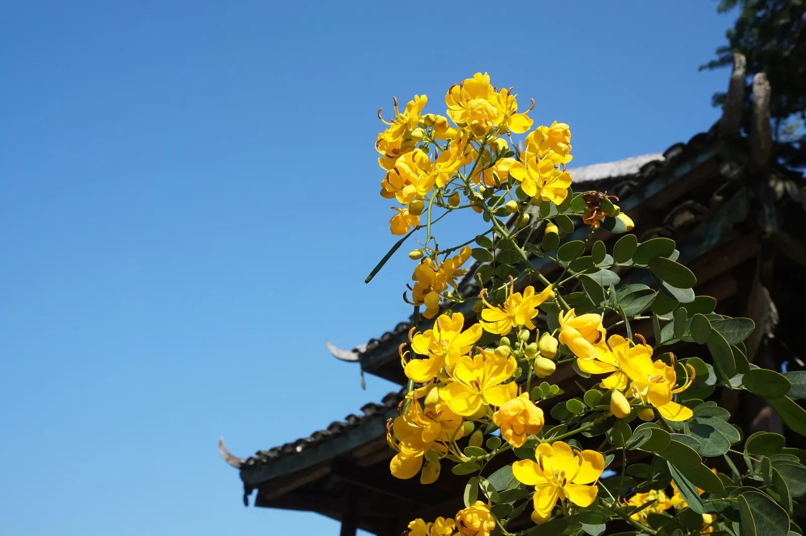 Christmas Bush (Senna Bicapsularis) — It sports bright yellow flowers that are each about 1.5 inches across