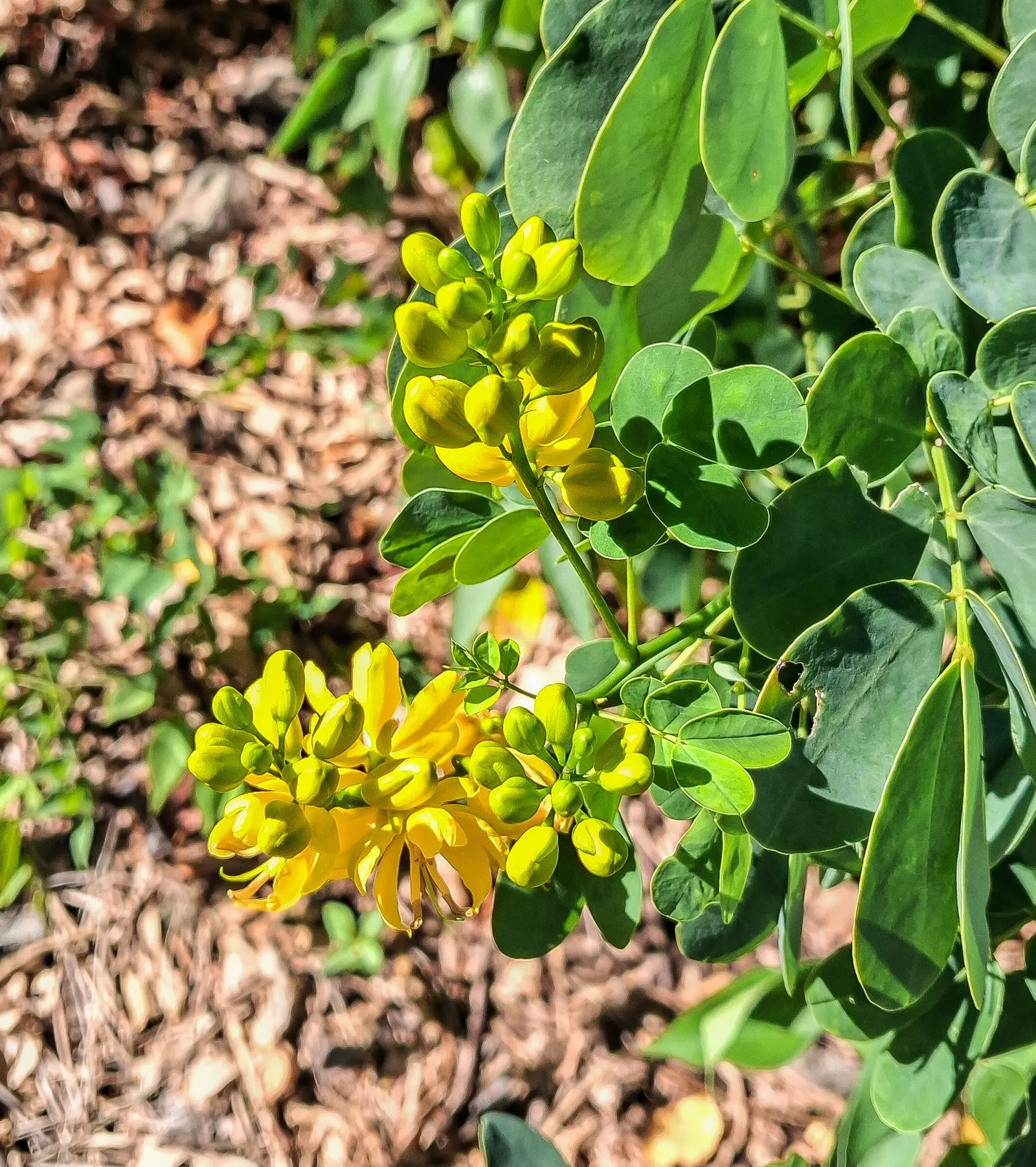 Christmas Bush (Senna Bicapsularis) — hence the name 'Christmas Bush'