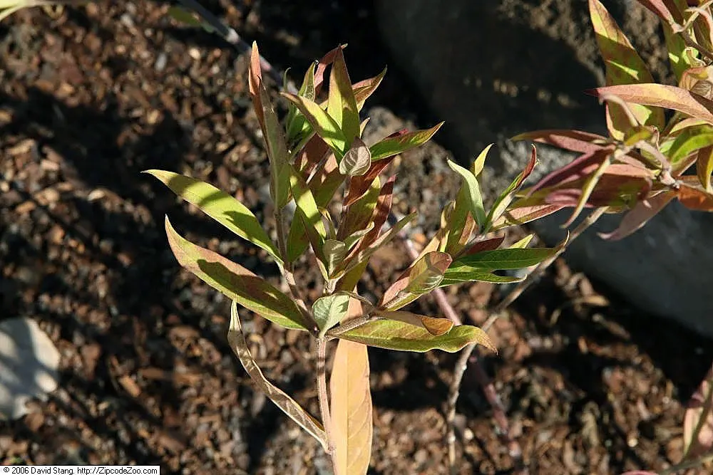 Eastern Swamp Milkweed (Asclepias Incarnata Pulchra) — Eastern Swamp Milkweed (Asclepias inc