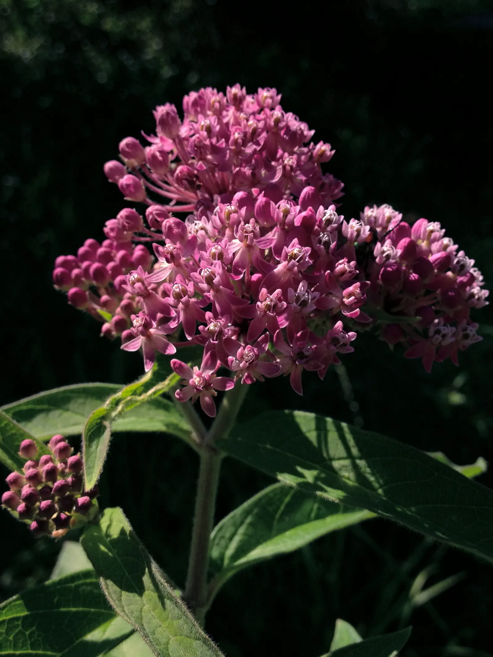 Eastern Swamp Milkweed (Asclepias Incarnata Pulchra) — pulchra) thrives in USDA zones 3-9, reaching 3-4 ft in height