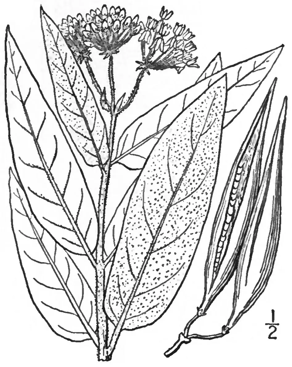 Eastern Swamp Milkweed (Asclepias Incarnata Pulchra) — attracting butterflies and pollinators