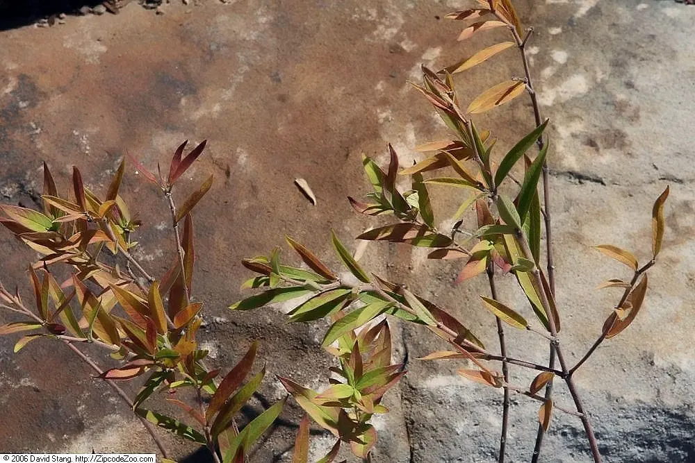 Eastern Swamp Milkweed (Asclepias Incarnata Pulchra) — Preferring wet to moist soil and full sun to part shade, it performs best in swamps and wet meadows