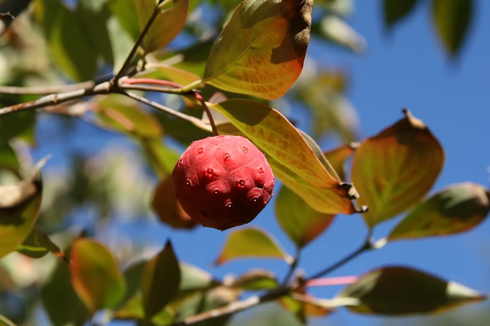 Kousa Or Japanese Dogwood (Cornus Kousa) — The foliage turns vibrant red-purple in fall, adding seasonal interest; in late spring, it produces star-shaped