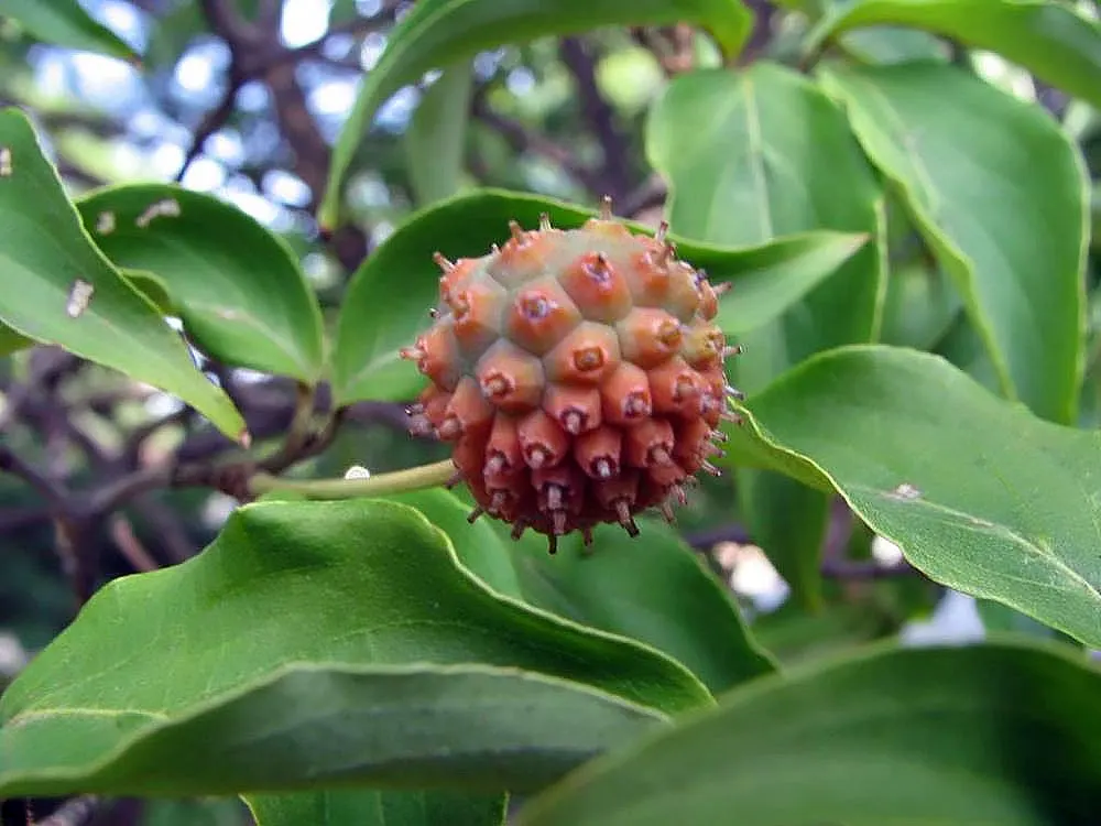 Kousa Or Japanese Dogwood (Cornus Kousa) — Prefers acidic, well-drained soil and part-to-full sun exposure