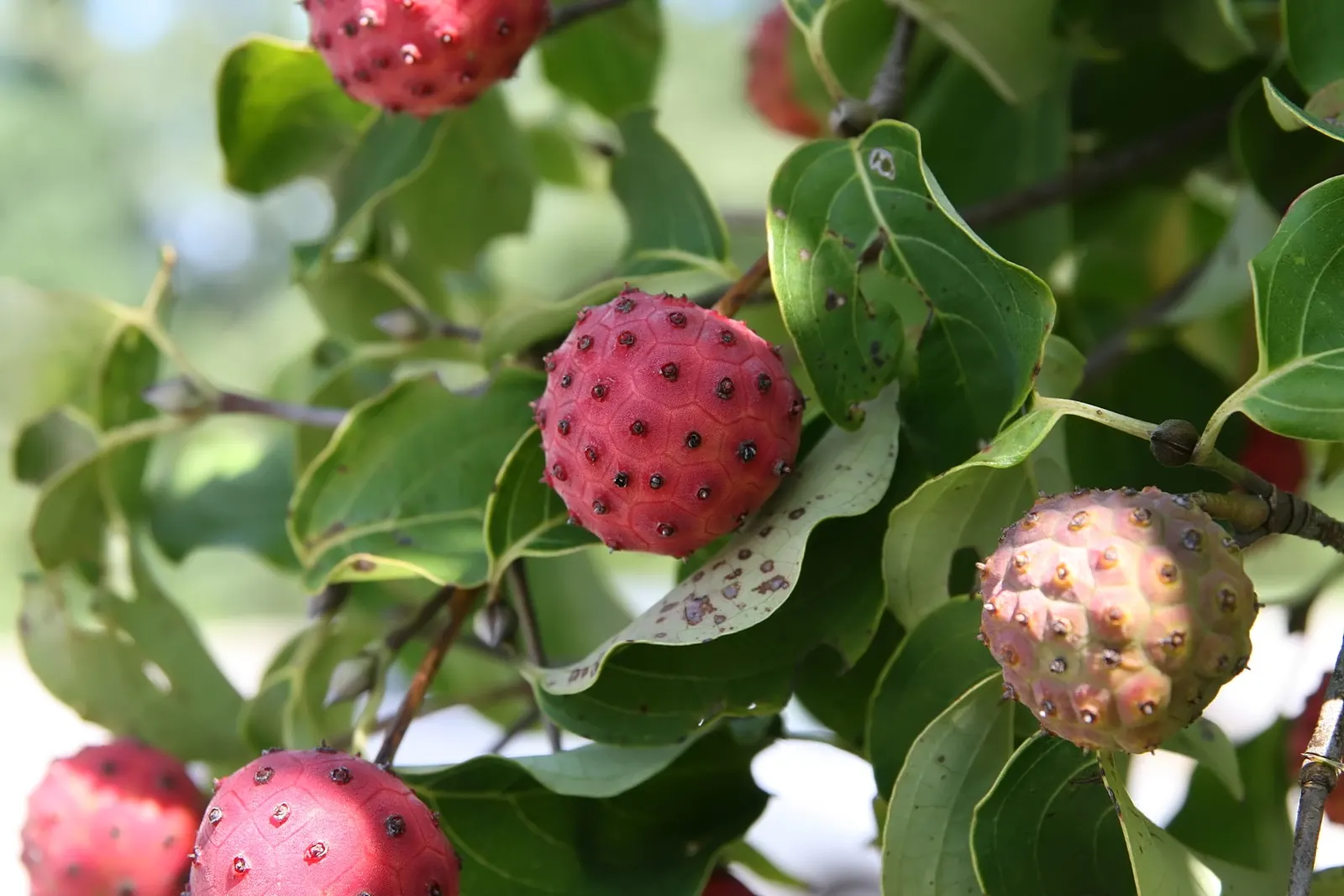 Kousa Or Japanese Dogwood (Cornus Kousa) — which are small and greenish-yellow