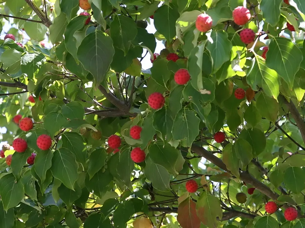 Kousa Or Japanese Dogwood (Cornus Kousa) — Cornus kousa, also known as Kousa Dogwood, is a small deciduous tree that typically grows 15-30 feet tall