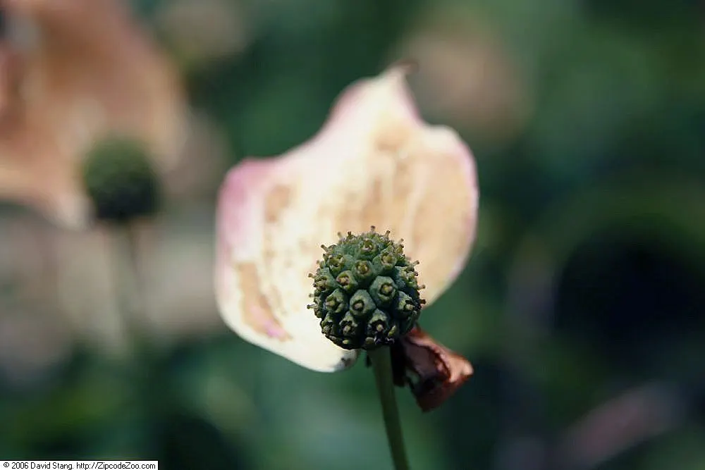 Kousa Or Japanese Dogwood (Cornus Kousa) — As the season transitions into late summer