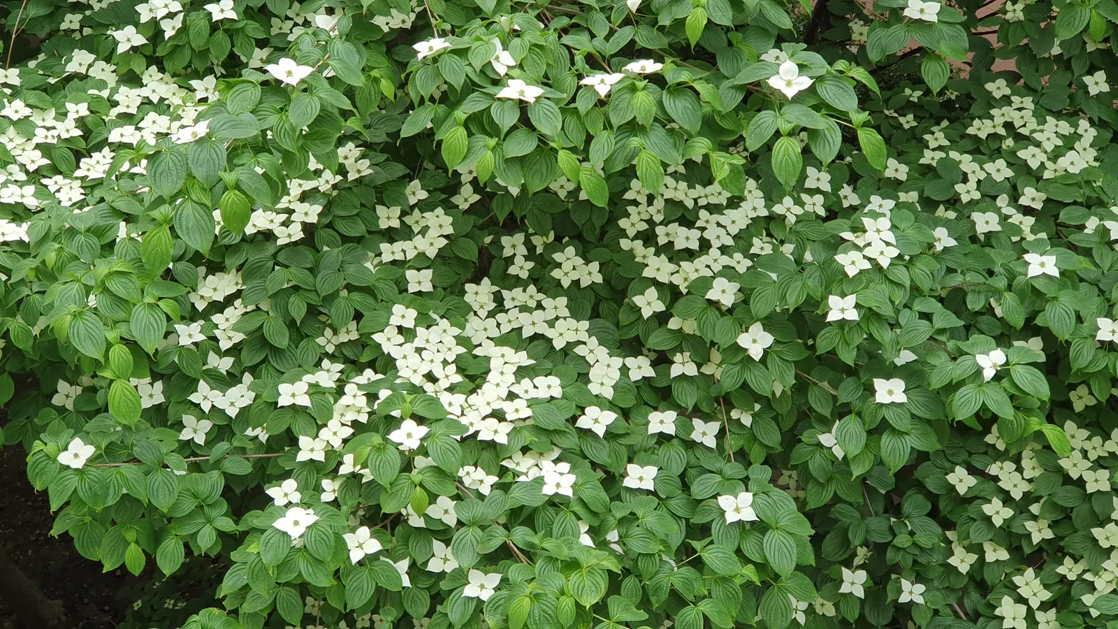 Kousa Or Japanese Dogwood (Cornus Kousa) — ornamental tree that brings a striking elegance to any landscape design