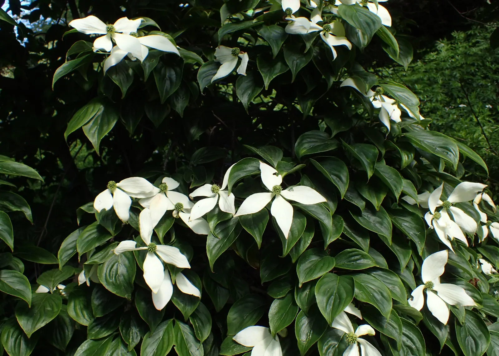 Kousa Or Japanese Dogwood (Cornus Kousa) — It boasts a vase shape with horizontal branching, creating a distinctive silhouette