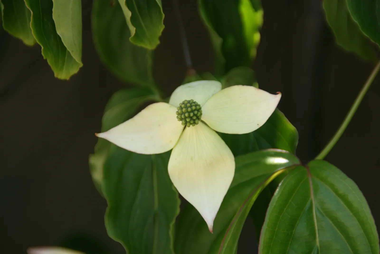 Kousa Or Japanese Dogwood (Cornus Kousa) — tree for full or half