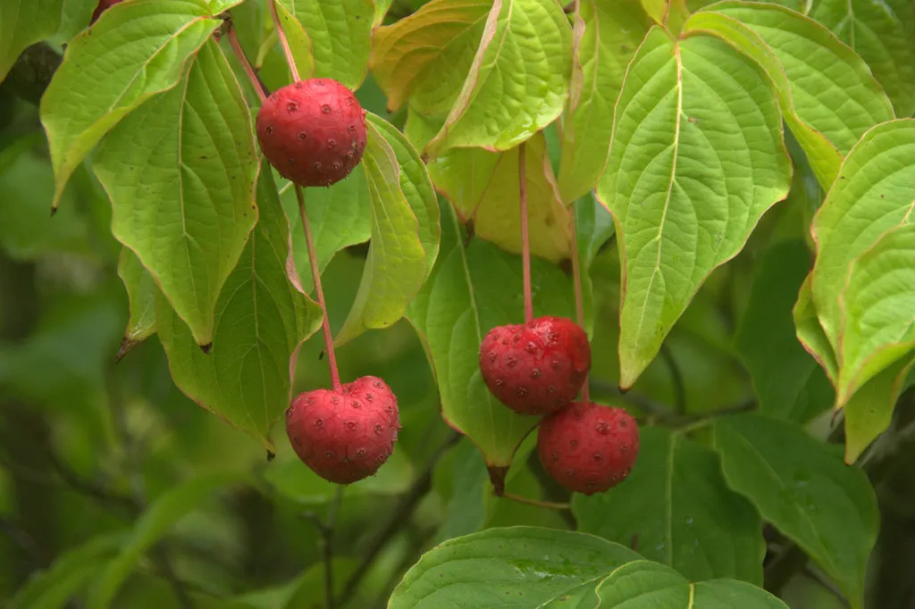 Kousa Or Japanese Dogwood (Cornus Kousa) — tree with white blooms