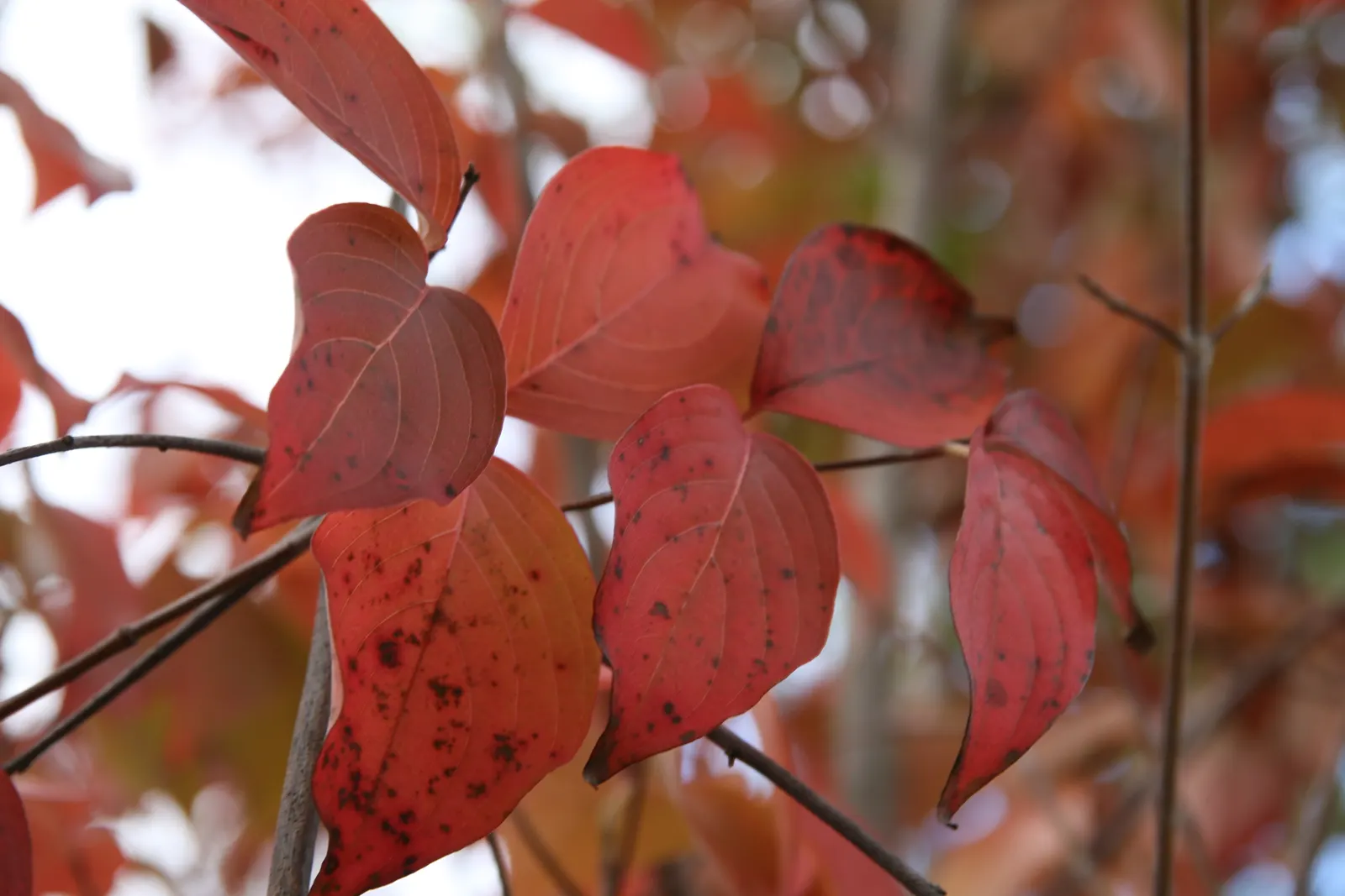 Kousa Or Japanese Dogwood (Cornus Kousa) — Prefers acidic, well-drained soil and part-to-full sun exposure; rounded silhouette.<br><br>This deciduous tree is