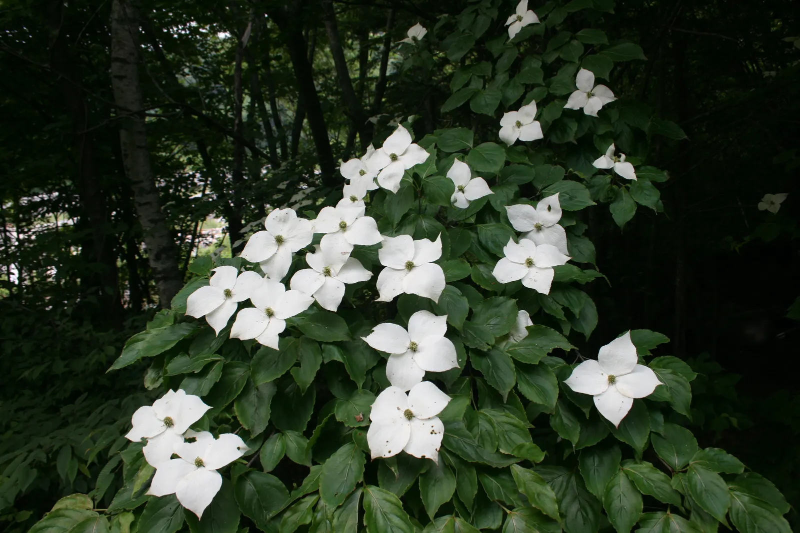 Kousa Or Japanese Dogwood (Cornus Kousa) — In late spring, it produces star-shaped white to pink flowers, followed by berry-like fruits relished by birds; a