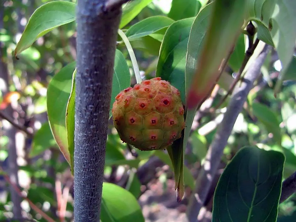 Kousa Or Japanese Dogwood (Cornus Kousa) — this resilient species flourishes in USDA zones 5 through 8