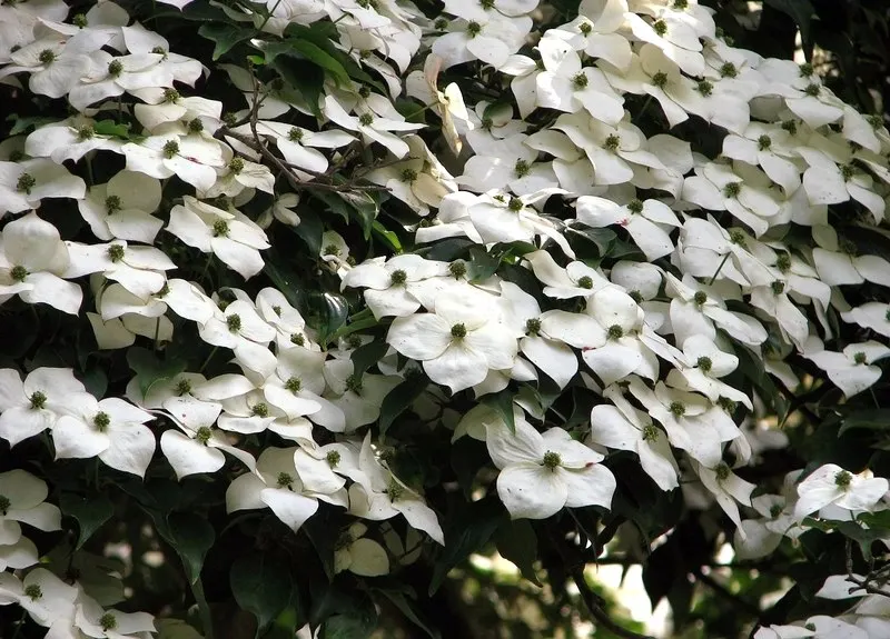 Kousa Or Japanese Dogwood (Cornus Kousa) — a well-drained soil with consistent moisture will support optimal tree health