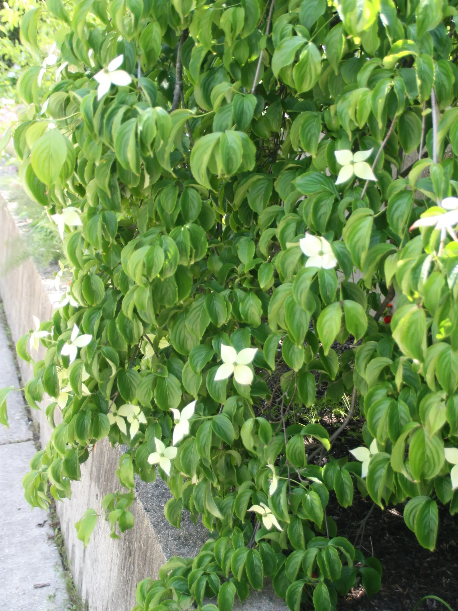 Kousa Or Japanese Dogwood (Cornus Kousa) — Cornus kousa, also known as Kousa Dogwood, is a small deciduous tree that typically grows 15-30 feet tall; the