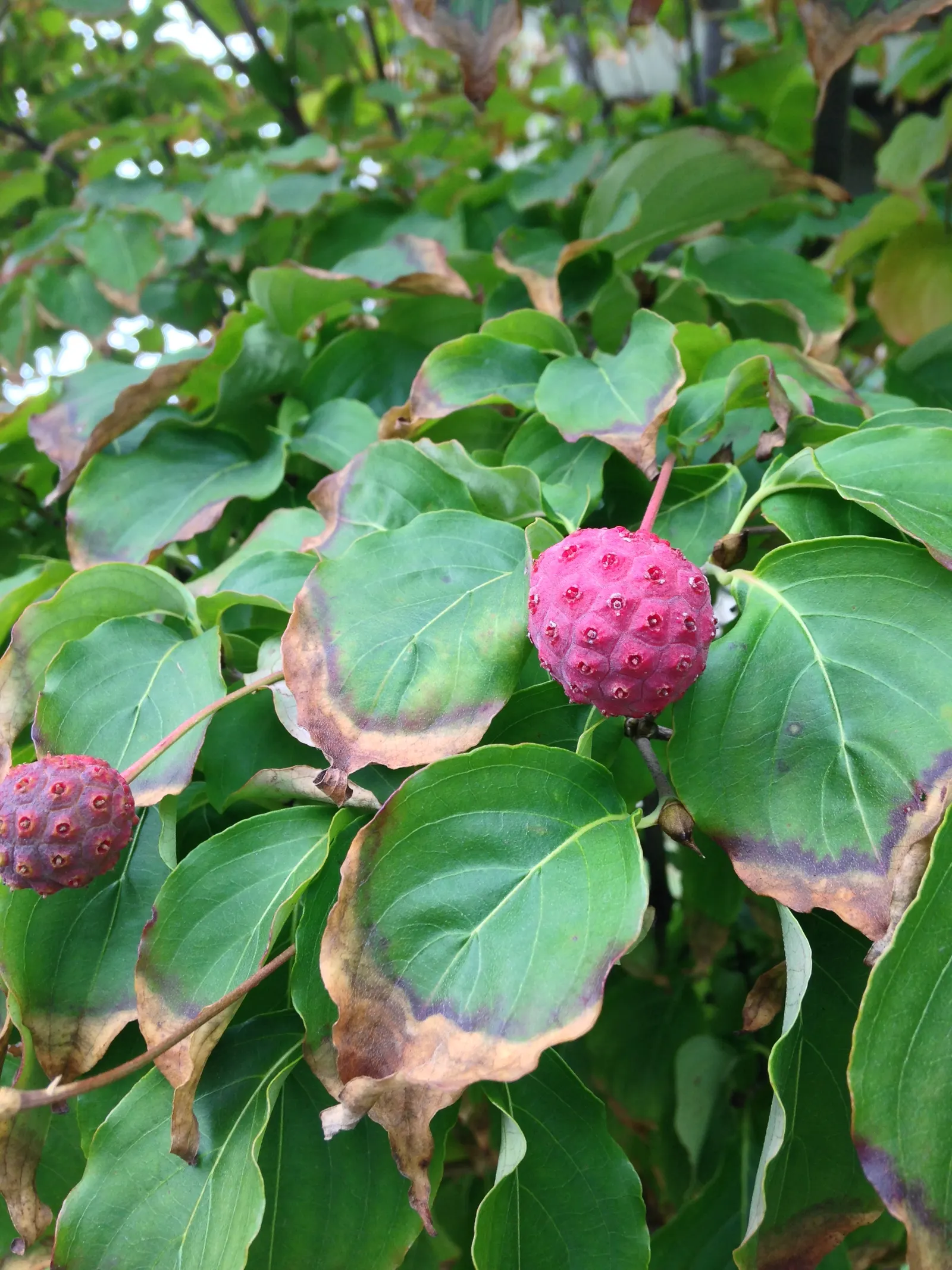 Kousa Or Japanese Dogwood (Cornus Kousa) — The foliage turns vibrant red-purple in fall, adding seasonal interest