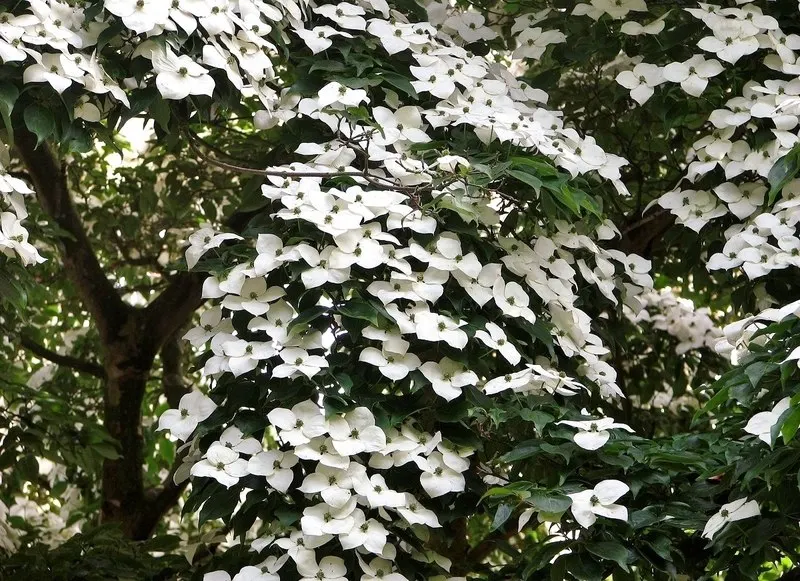 Kousa Or Japanese Dogwood (Cornus Kousa) — These prominent bracts appear in late spring to early summer, often after the leaves have fully unfurled