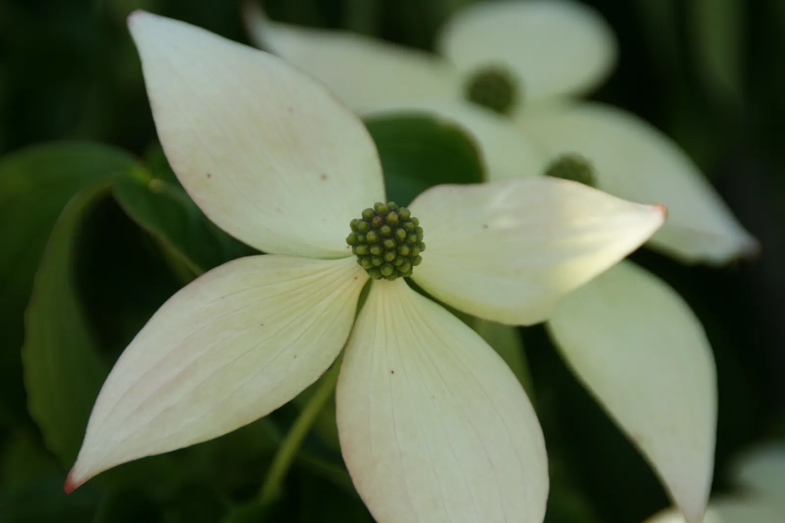 Kousa Or Japanese Dogwood (Cornus Kousa) — white flowers in the garden