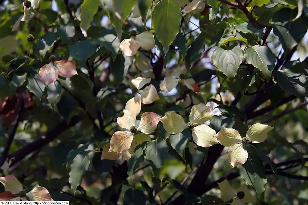Kousa Or Japanese Dogwood (Cornus Kousa) — In late spring, it produces star-shaped white to pink flowers, followed by berry-like fruits relished by birds
