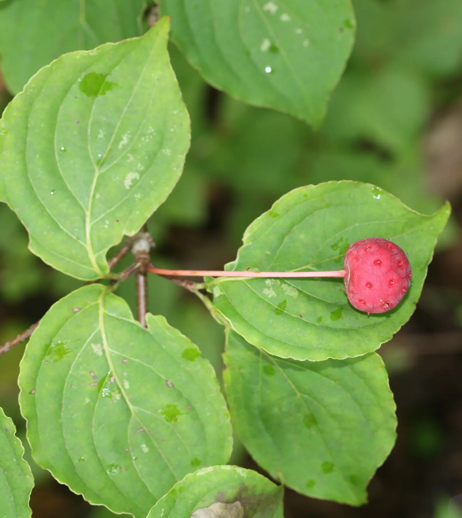 Kousa Or Japanese Dogwood (Cornus Kousa) — Originating from East Asia
