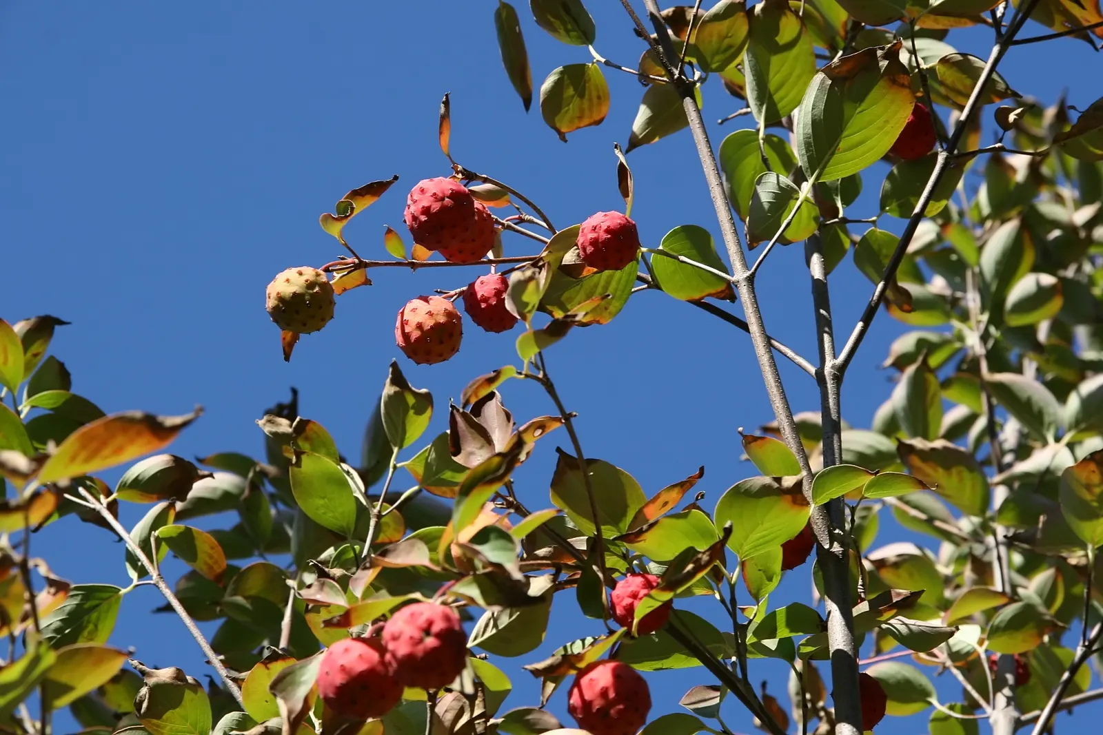 Kousa Or Japanese Dogwood (Cornus Kousa) — It boasts a vase shape with horizontal branching, creating a distinctive silhouette; the Kousa Dogwood's true flowers