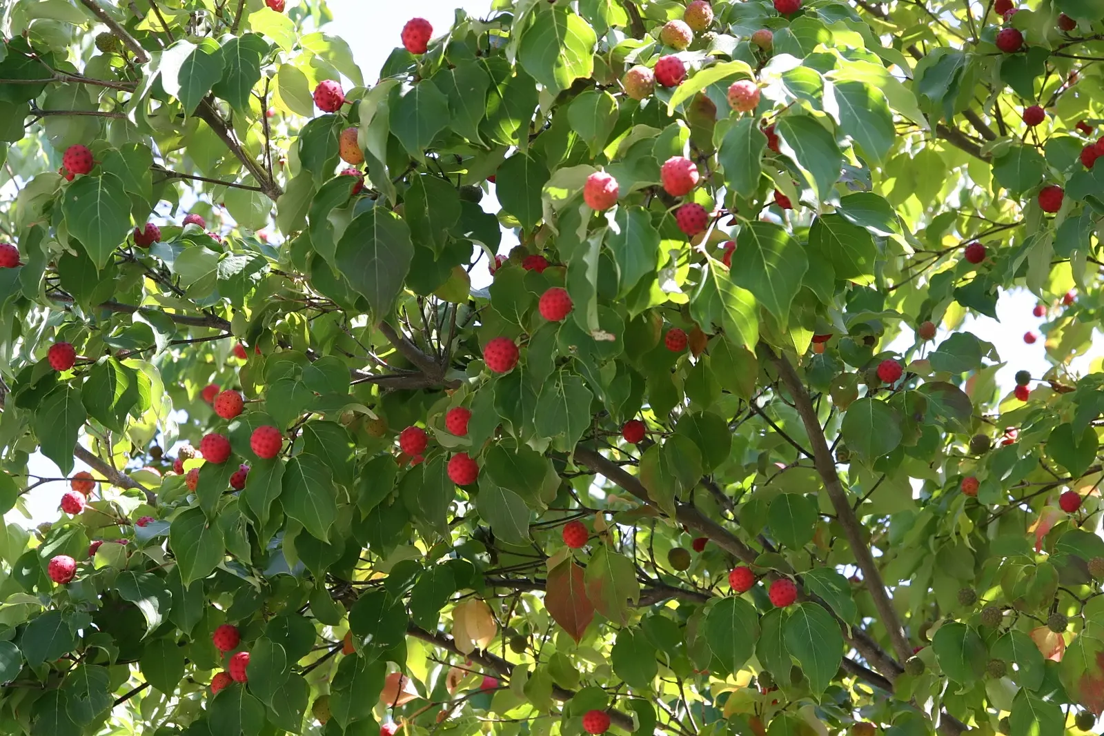 Kousa Or Japanese Dogwood (Cornus Kousa) — scientifically known as Cornus kousa