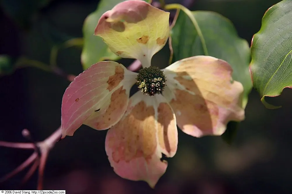Kousa Or Japanese Dogwood (Cornus Kousa) — the Kousa Dogwood's true flowers