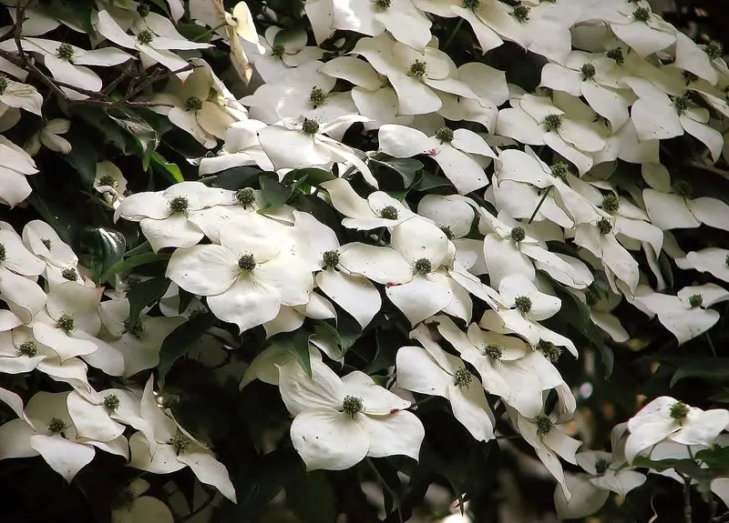 Kousa Or Japanese Dogwood (Cornus Kousa) — its exfoliating bark peels back to reveal a mosaic of tan