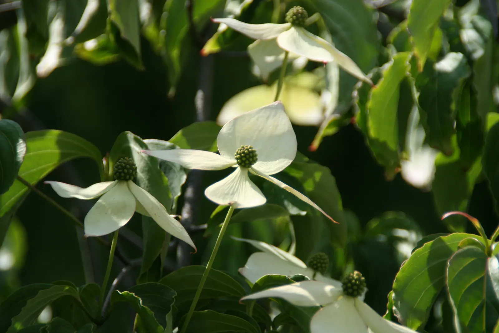 Kousa Or Japanese Dogwood (Cornus Kousa) — where it can serve as a specimen plant or be grouped for a stunning floral display