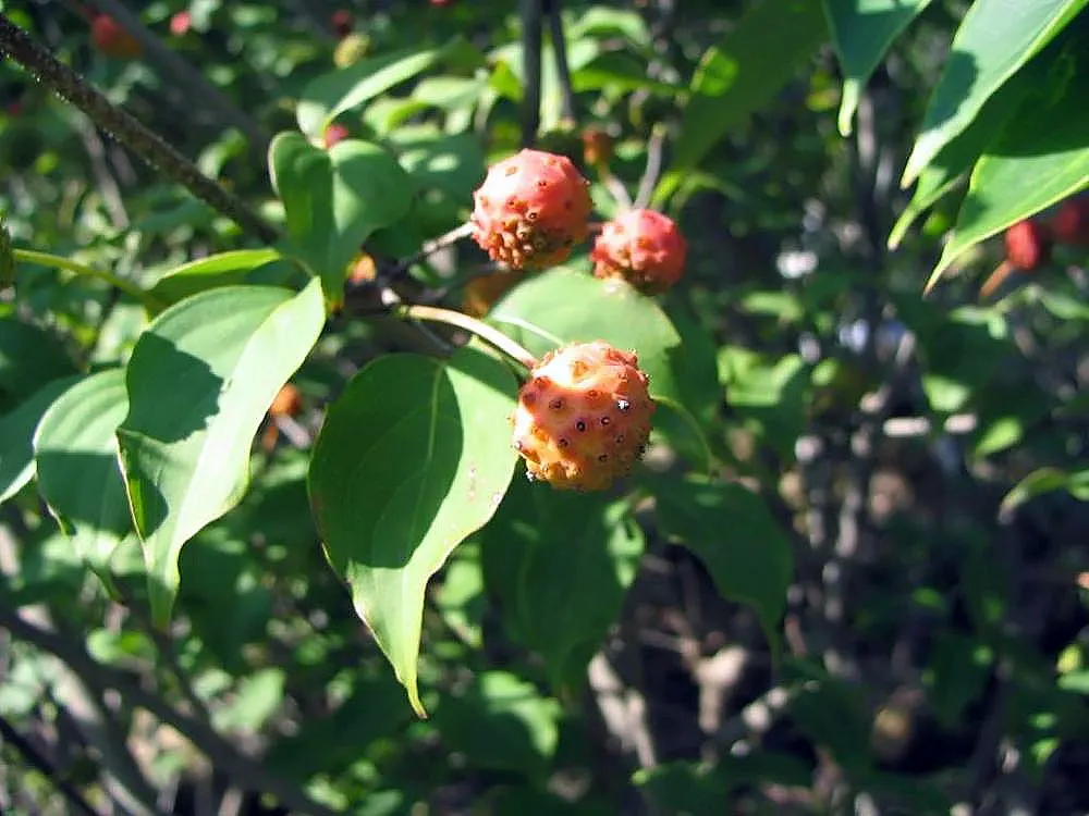 Kousa Or Japanese Dogwood (Cornus Kousa) — adding visual interest in the winter months after the leaves have dropped.<br><br>For landscaping purposes
