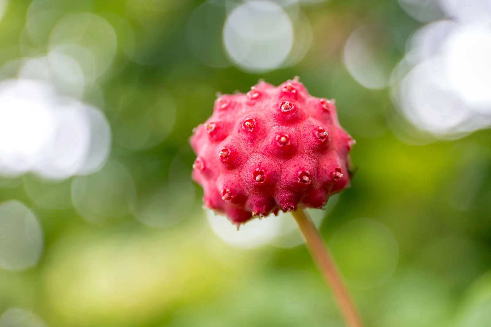 Kousa Or Japanese Dogwood (Cornus Kousa) — scientifically known as Cornus kousa; adding visual interest in the winter months after the leaves have
