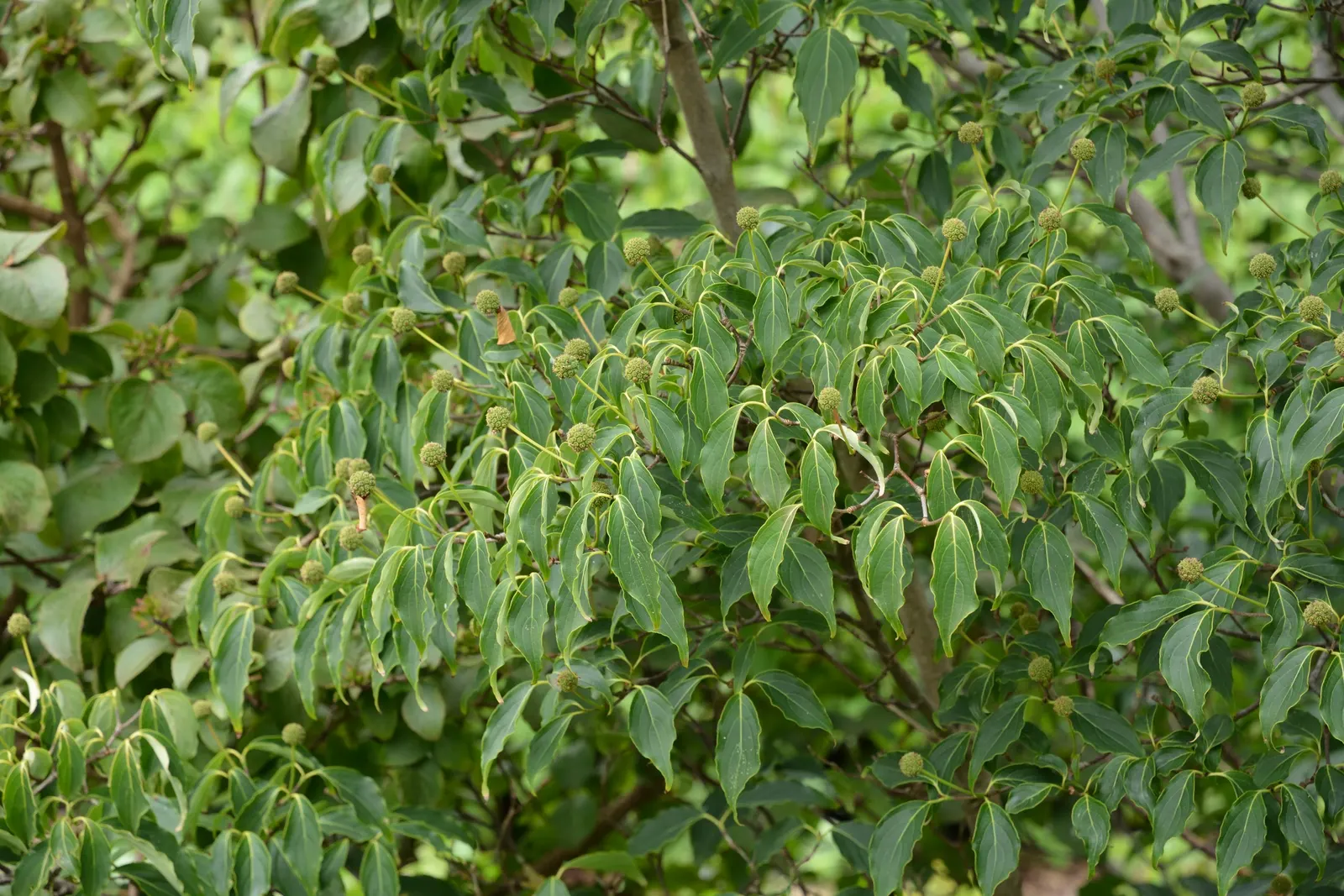 Kousa Or Japanese Dogwood (Cornus Kousa) — four-petaled white bracts that can sometimes exhibit a pink tinge