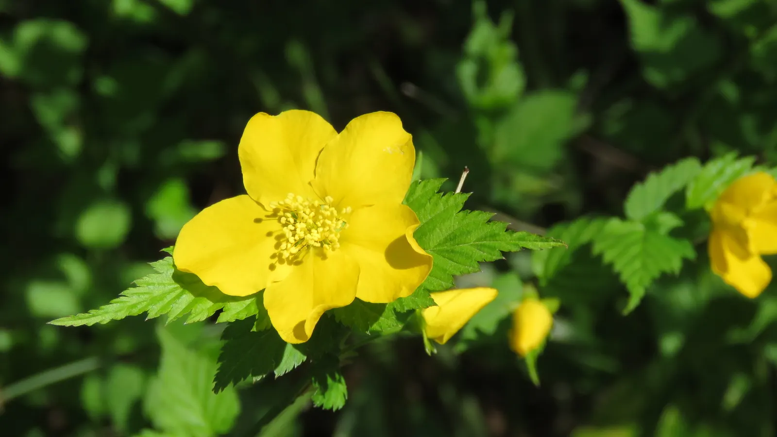 Japanese Kerria (Kerria Japonica) — shrub with yellow blooms; making it an excellent choice for foundation plantings, image 71