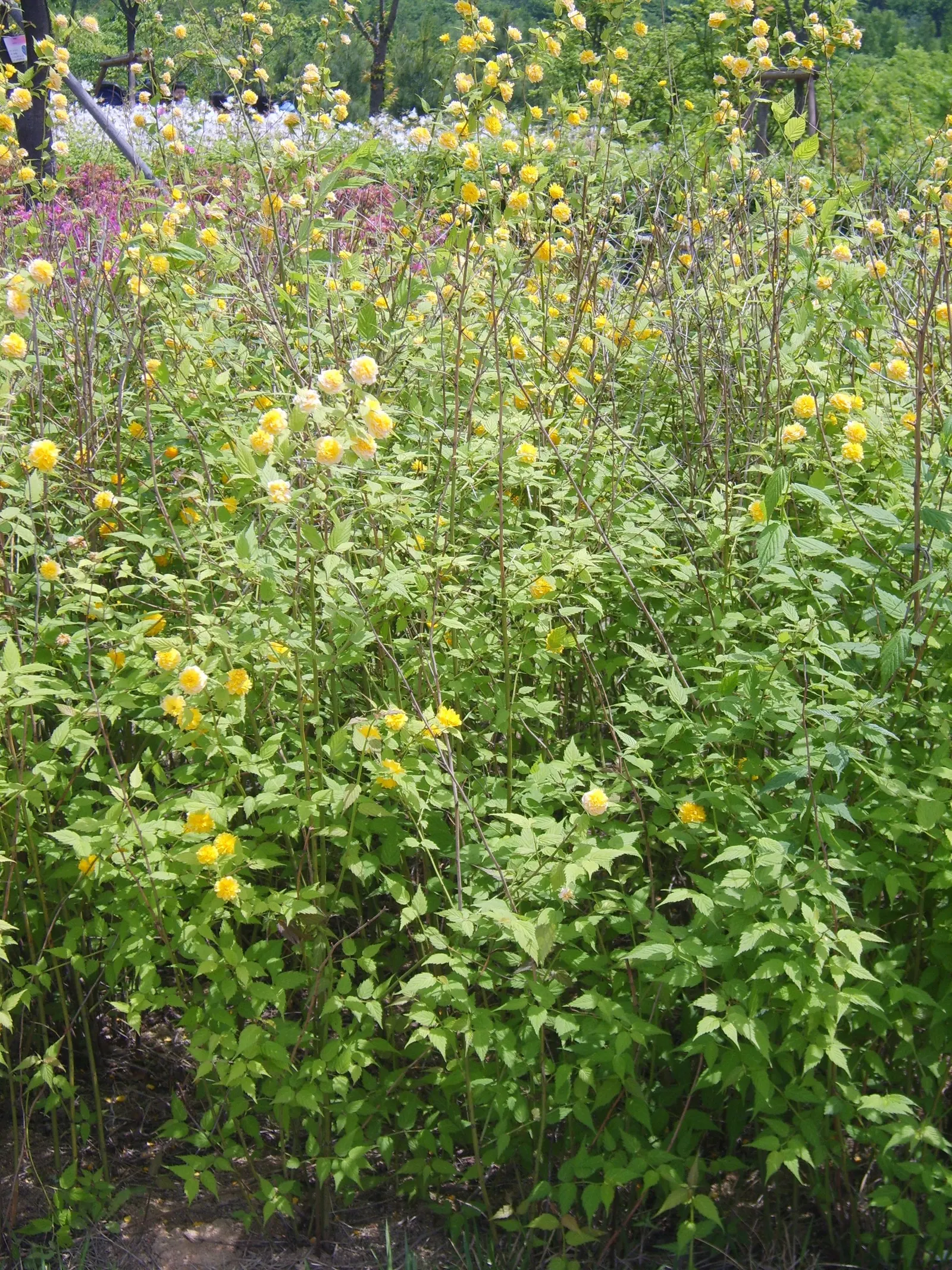 Japanese Kerria (Kerria Japonica) — This deciduous shrub is celebrated for its distinctive green; hardy in USDA zones 4 to 9, image 81