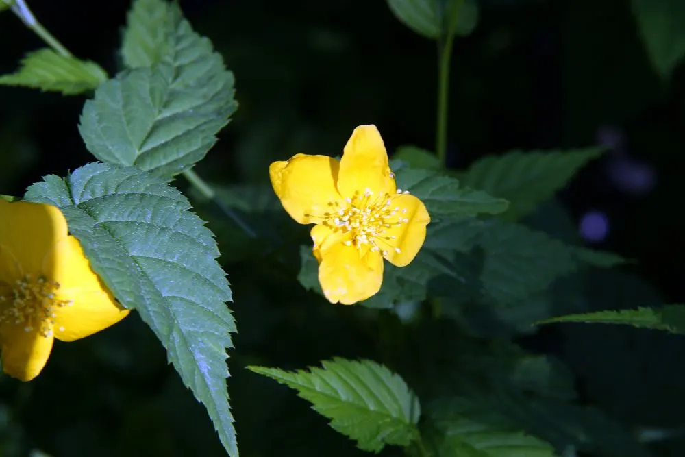 Japanese Kerria (Kerria Japonica) — The Japanese Kerria (Kerria japonica); or even as an informal hedge, image 78