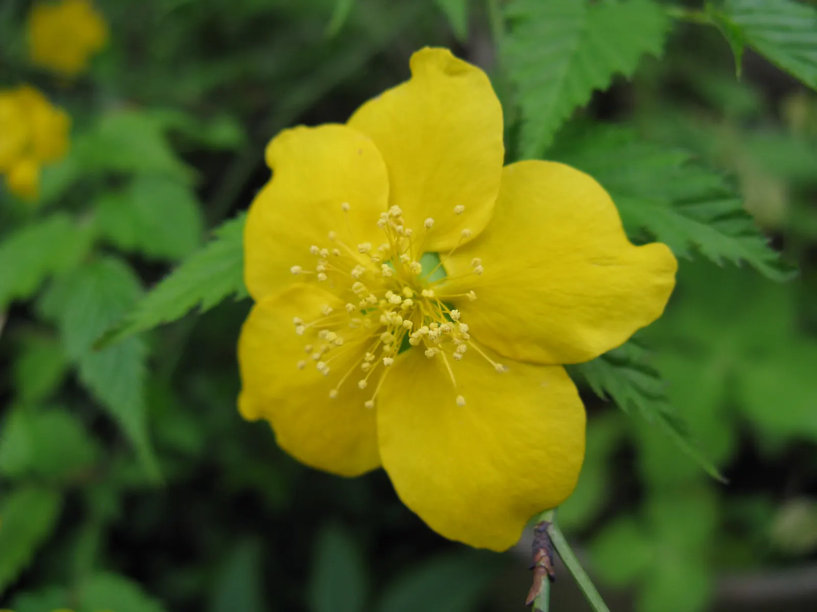 Japanese Kerria (Kerria Japonica) — Ideal for mass plantings and woodland garden backdrops; introduces a touch of effervescent charm to any, image 77
