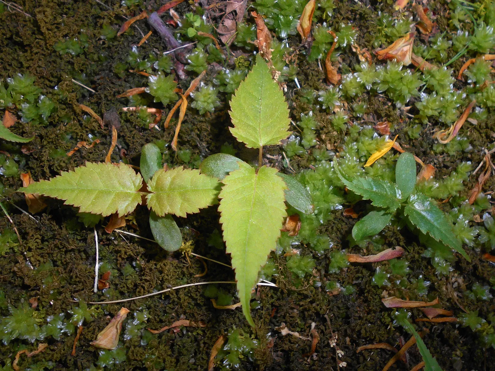 Japanese Kerria (Kerria Japonica) — Its green, slender stems stay attractive in winter, making it a year-round interest plant