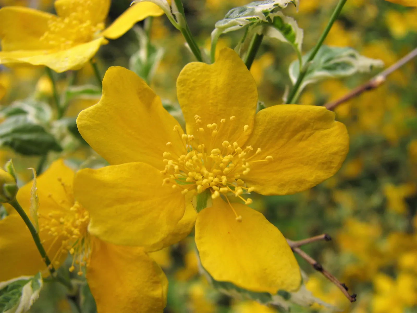 Japanese Kerria (Kerria Japonica) — It prefers well-drained soil and can gracefully handle occasional wet conditions; though it's able to withstand, image 99