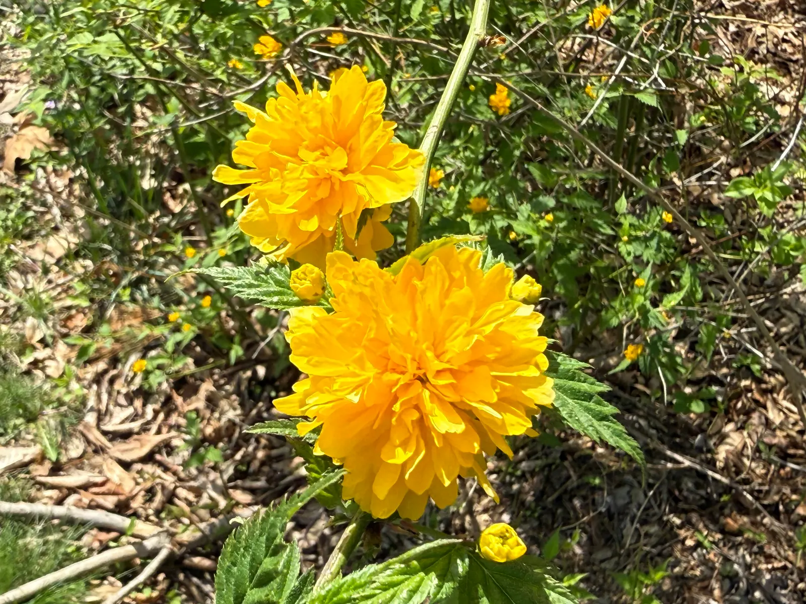 Japanese Kerria (Kerria Japonica) — particularly in extreme heat; ensuring the shrub remains dense and compact, image 65