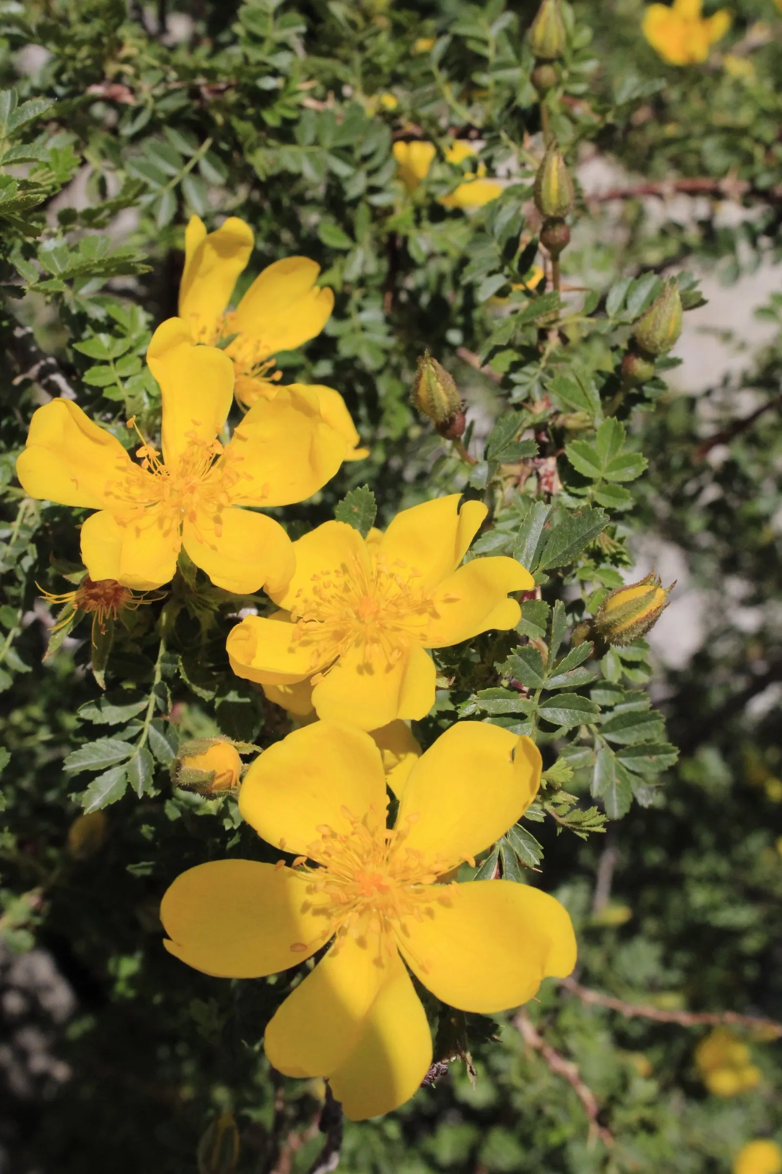 Japanese Kerria (Kerria Japonica) — or even as an informal hedge; the Japanese Kerria (Kerria japonica), image 63