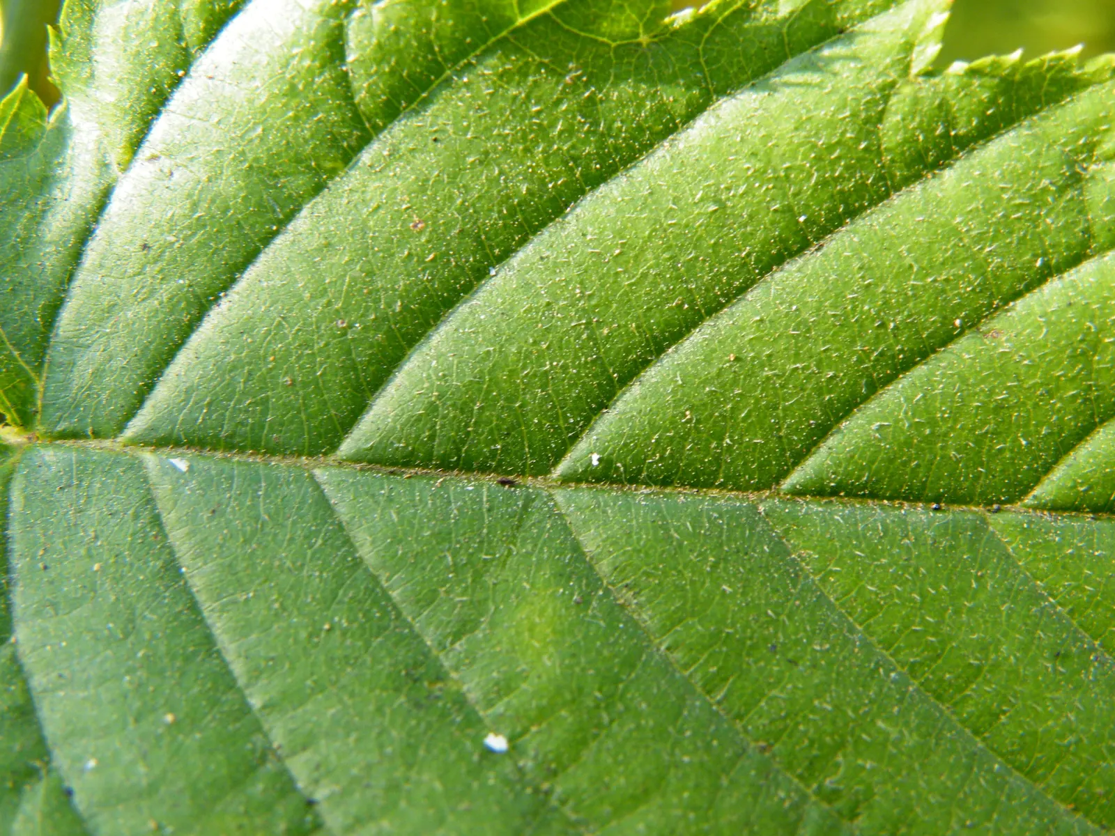 Japanese Kerria (Kerria Japonica) — Its green, slender stems stay attractive in winter, making it a year-round interest plant; stands out with its, image 76