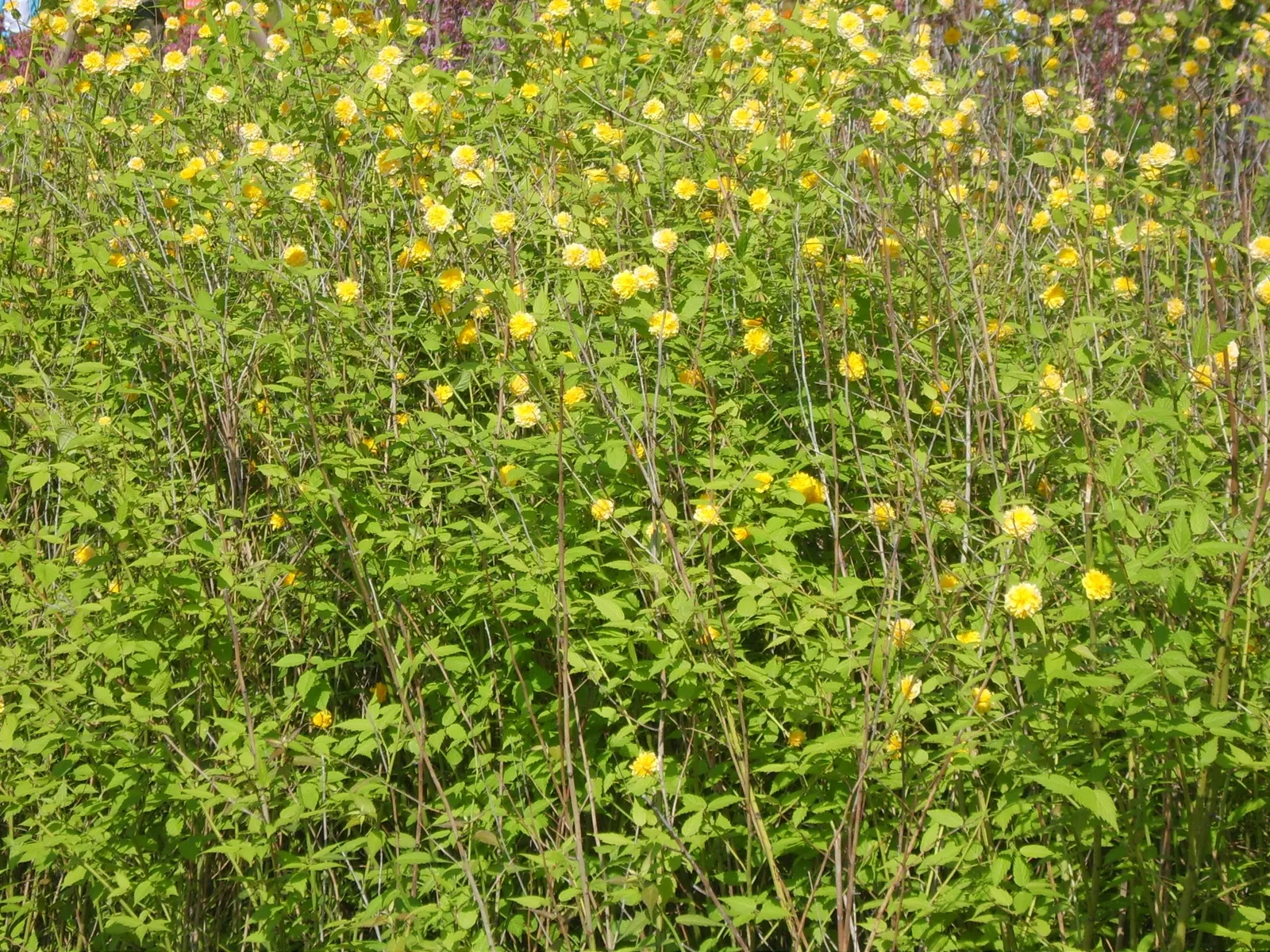 Japanese Kerria (Kerria Japonica) — which typically exhibit a remarkable 1.5 to 2-inch diameter; this deciduous shrub grows up to 5-8 feet tall and, image 83