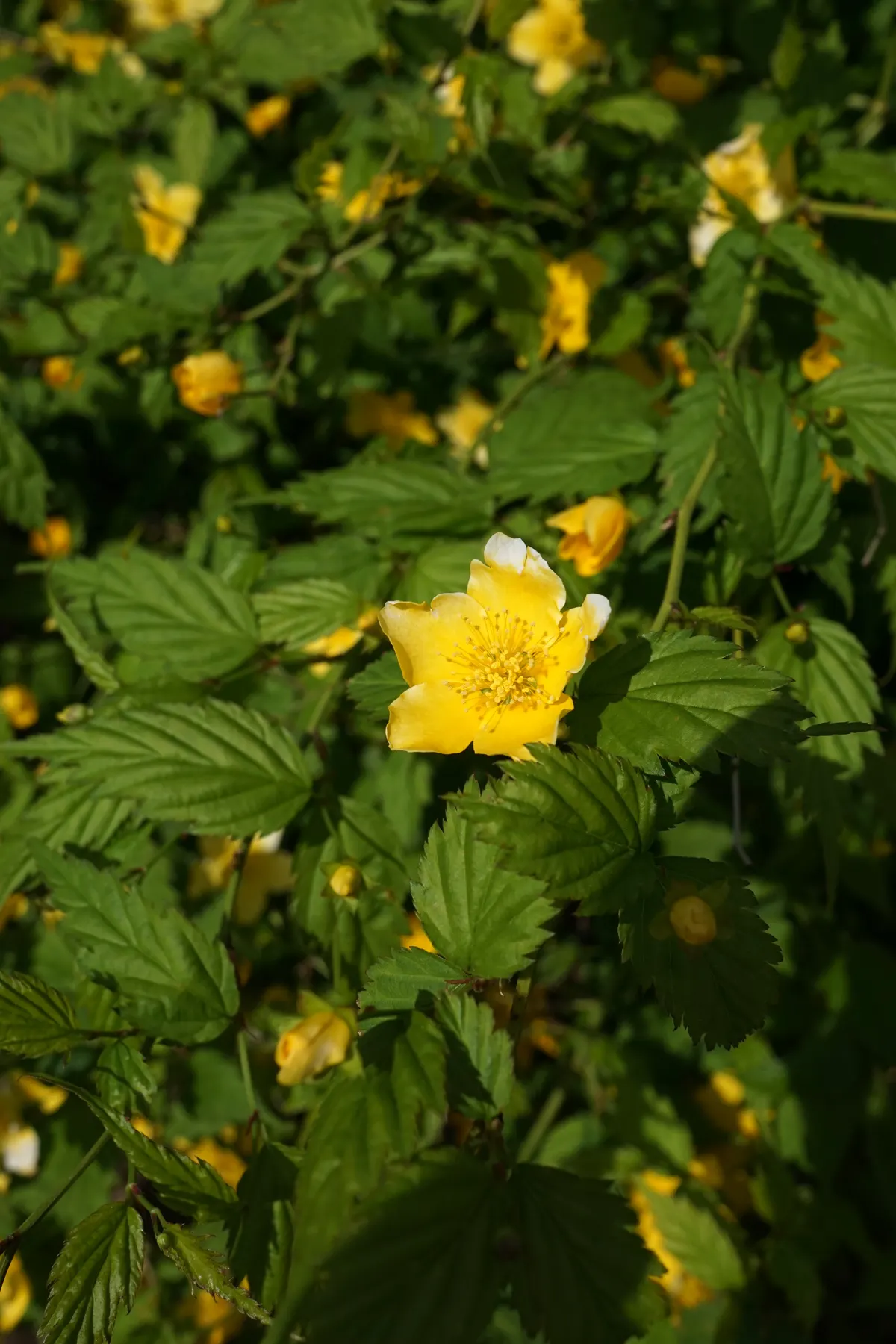 Japanese Kerria (Kerria Japonica) — This deciduous shrub is celebrated for its distinctive green; hardy in USDA zones 4 to 9