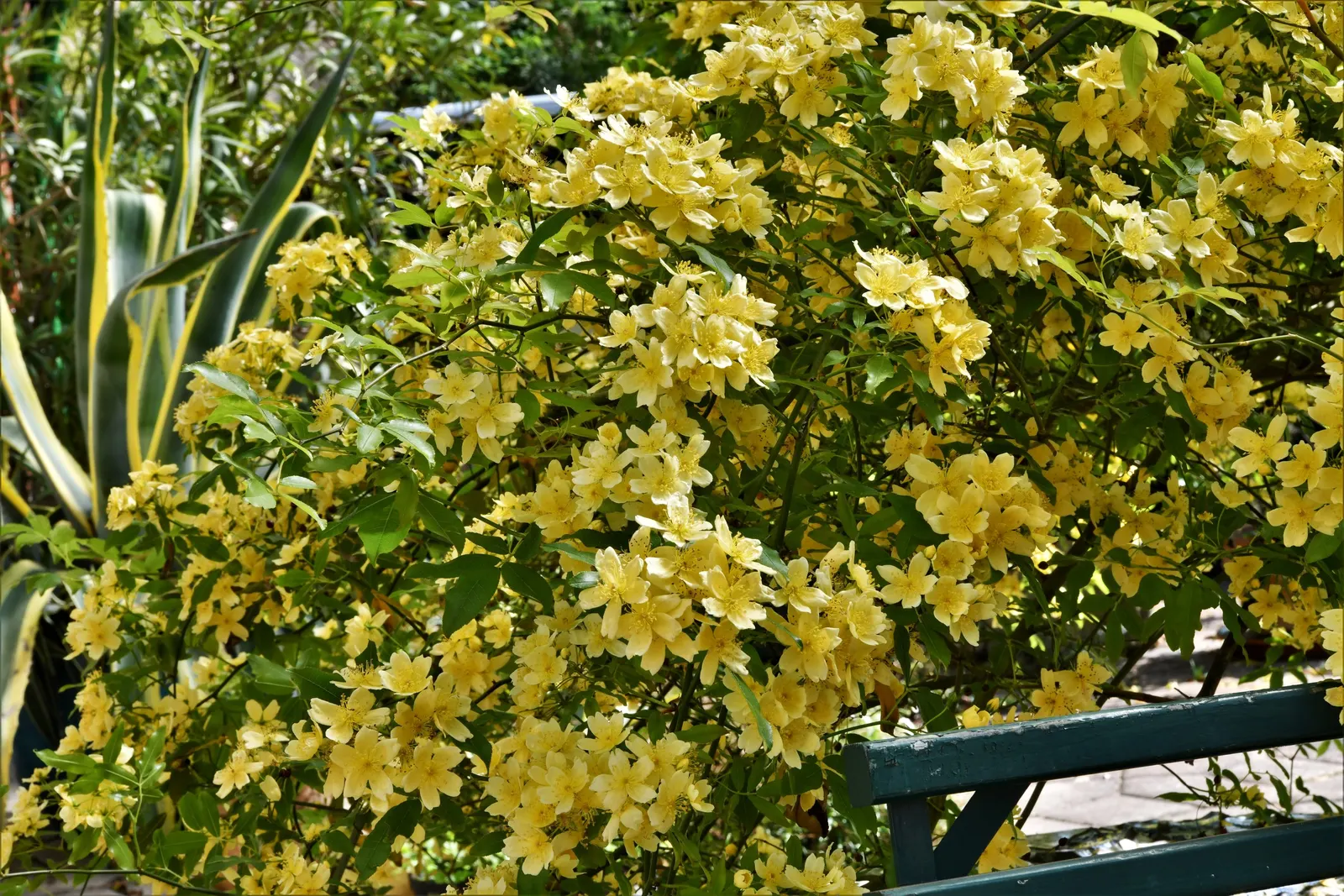 Japanese Kerria (Kerria Japonica) — Hardy in USDA zones 4 to 9; this deciduous shrub is celebrated for its distinctive green, image 84