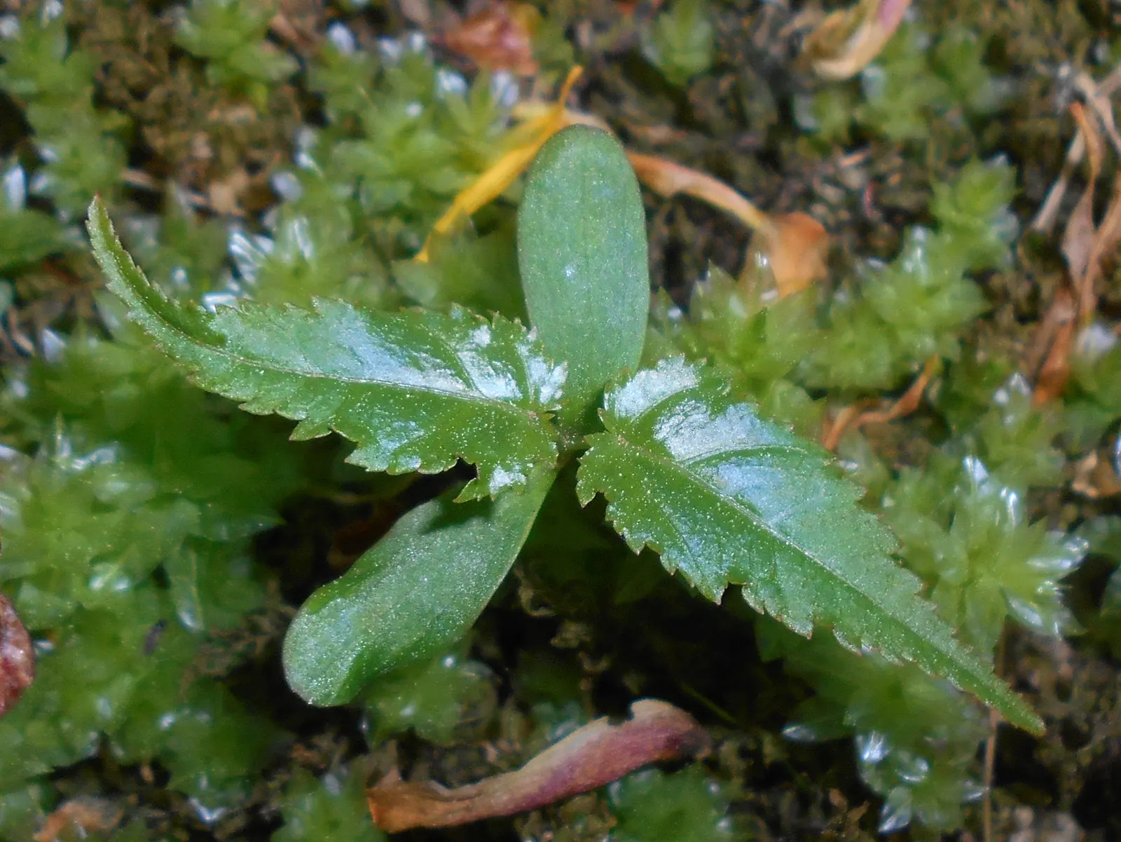 Japanese Kerria (Kerria Japonica) — particularly in extreme heat; ensuring the shrub remains dense and compact, image 89