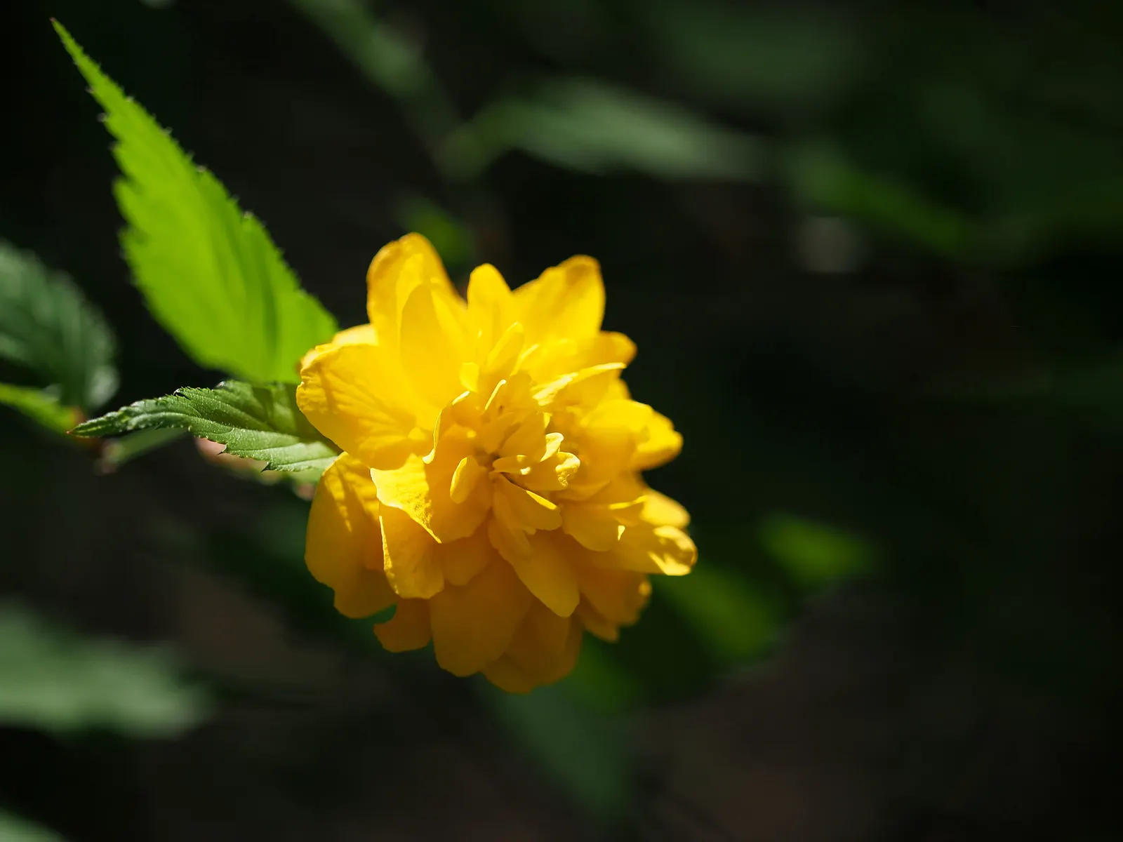 Japanese Kerria (Kerria Japonica) — it thrives optimally in part shade to full sun exposures